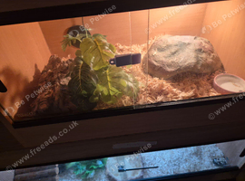 Ball python and corn snakes