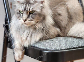 XXL ACTIVE MAINECOON FEMALE