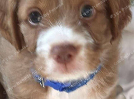 Stud my dog