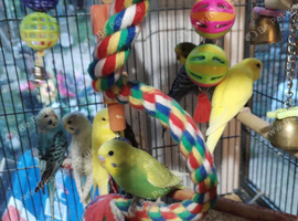 Beautiful baby budgies