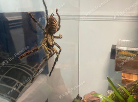 Mature female P.ornata