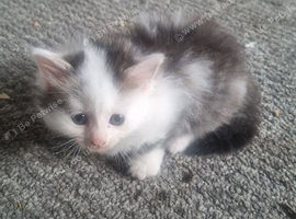 8 week old beautiful kittens
