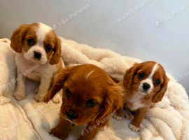 Kings Charles puppies
