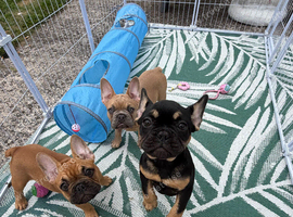 3 Frenchies for sale
