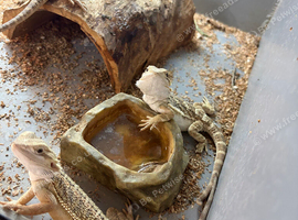 Baby bearded dragons!
