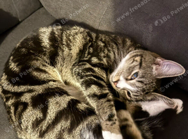 Rehome needed