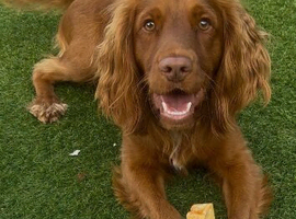 Cocker spaniel