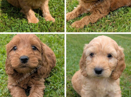 Quality F1 Cockapoo puppies from Licensed breeder
