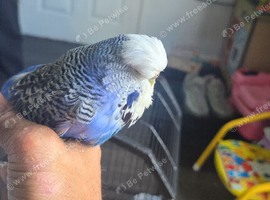 Exhibition budgies