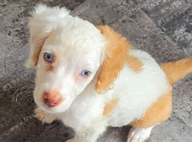 Cockapoo f1 pups  ready now