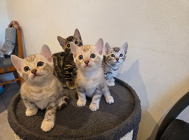 TICA Registered Bengal Kittens &ndash; Stunning Colours(3 left)