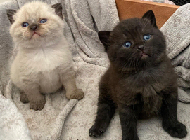 Quality Bsh kittens
