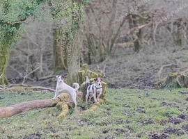 Jack Russell Puppies for Sale Swansea