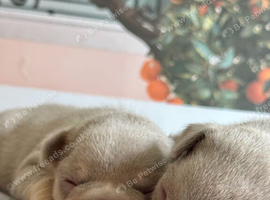 New Shade KC Registered French Bulldog Puppies