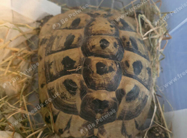 1 Male and 4 Female Hermann Tortoise