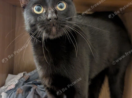 1 Year Old Black Shorthair Cat