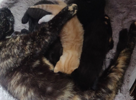 8 Kittens Black. Black and white. And Ginger.