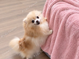 Adorable Mini Pomeranian Puppies