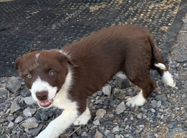 Tri coloured puppies Collie puppies