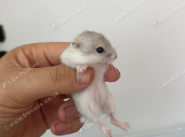 Female Russian Dwarf babies for sale