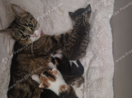 3 beautiful babies ready for new homes!