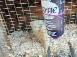 Working line, ferrets