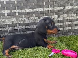 8 weeks old miniature dachshund girl
