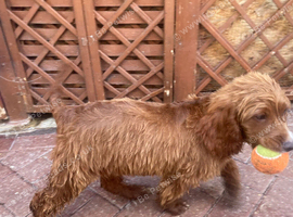 Only 1 cocker spaniel puppy&rsquo;s left