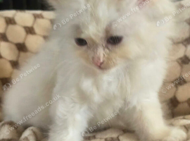 Flame point ragdoll kittens