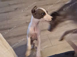 Whippet puppy's