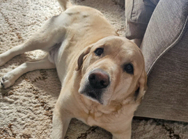 Golden retriever