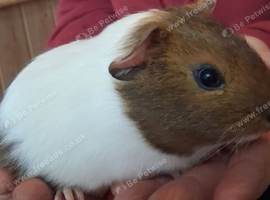Male guineapig