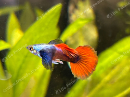 Platinum red tail dumbo guppys