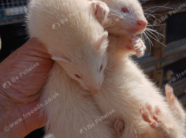 Micro Ferrets