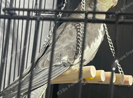 2 Beautiful cockatiels looking for a new home