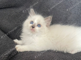 Pedigree Maine Coon xPedigree Ragdoll Kittens