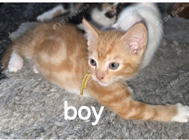 Ginger kitten