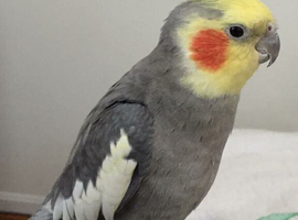 Cockatiels ️ | Grey Colour Available
