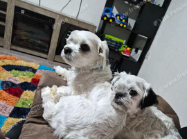 Malshi pups
