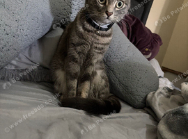 10 month old female tabby