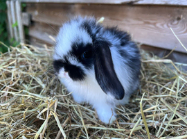 Gorgeous pure Mini lops