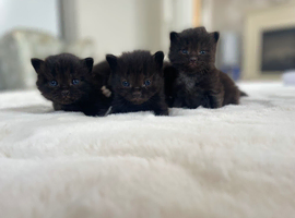 Ragdoll mix just 3 left