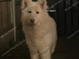 White German Shepard
