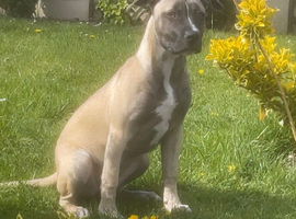 Nova 6 month old stuffy cross ridgeback