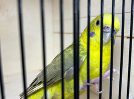 Cinnamon black wing female budgies