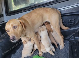 Fox red and golden puppies