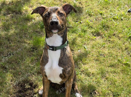 Bull lurcher x Belgian Malinios