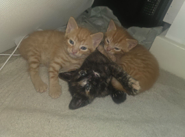 Kittens ready beginning july!