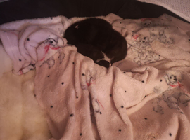 Mummy is siamese daddy black and white