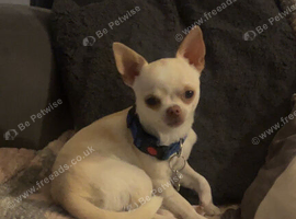 Male chihuahua
